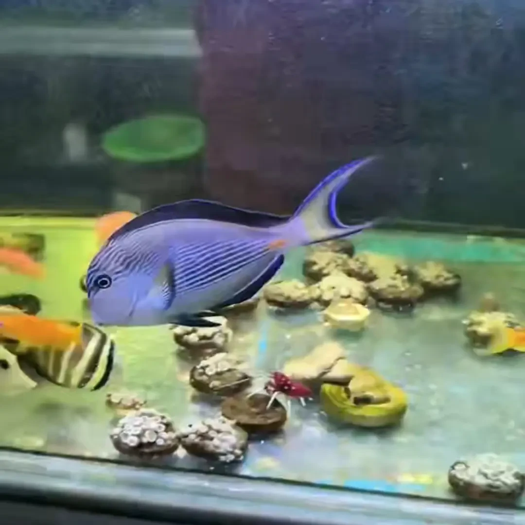 海水鱼，骑士，报损不包邮