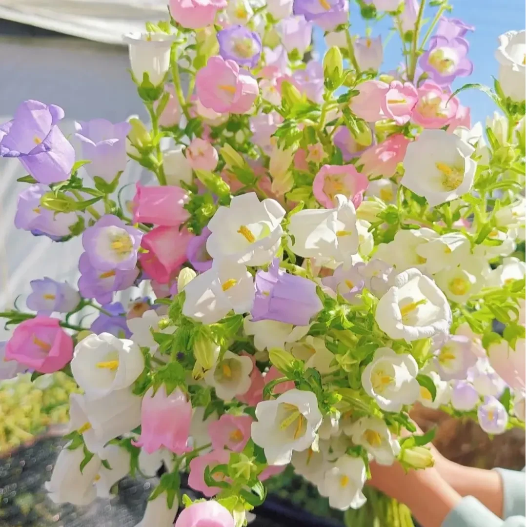 【风铃花】爆花神器丨家居氛围感丨水培鲜切花