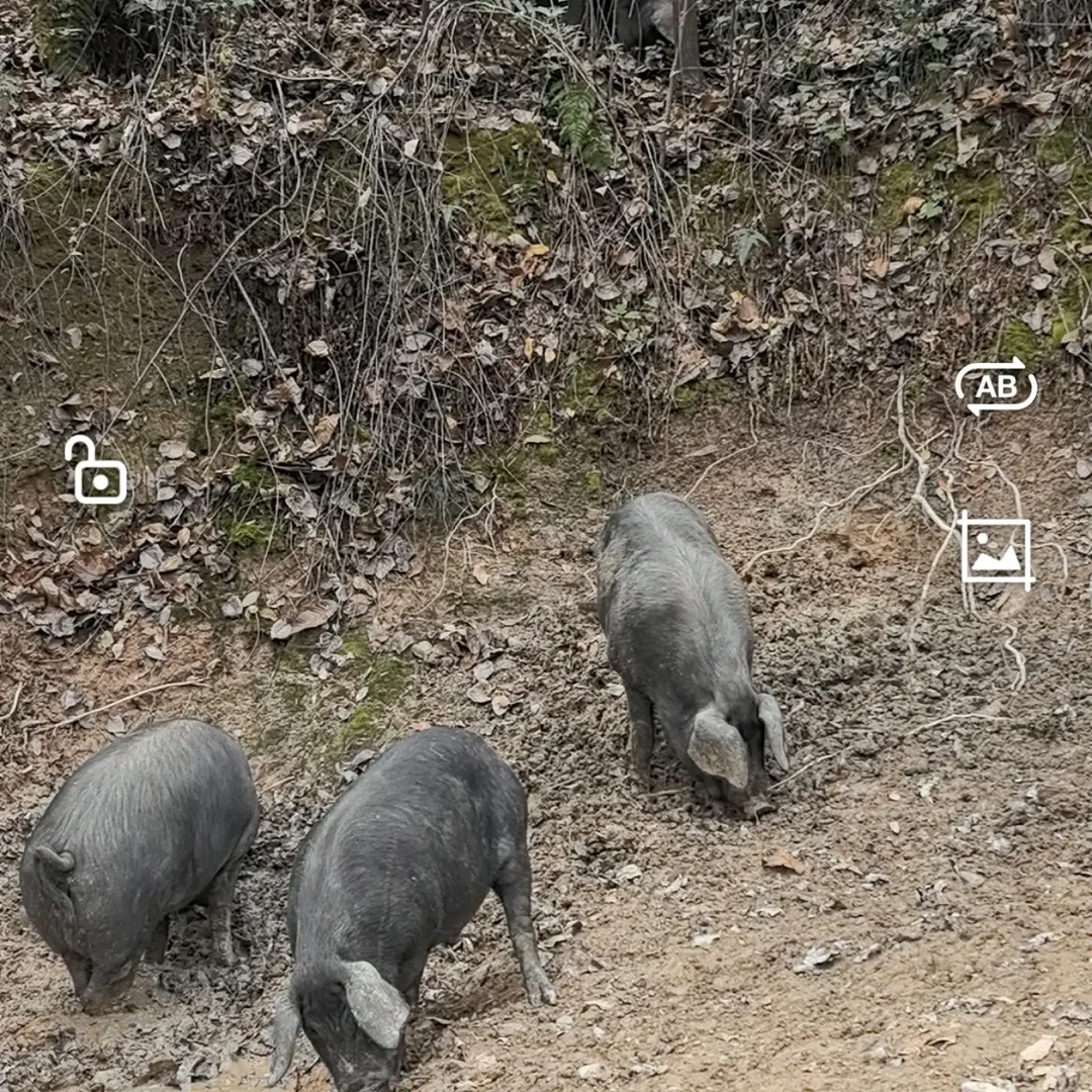 千年血统传承，古法山林慢养土猪板油十脊背油