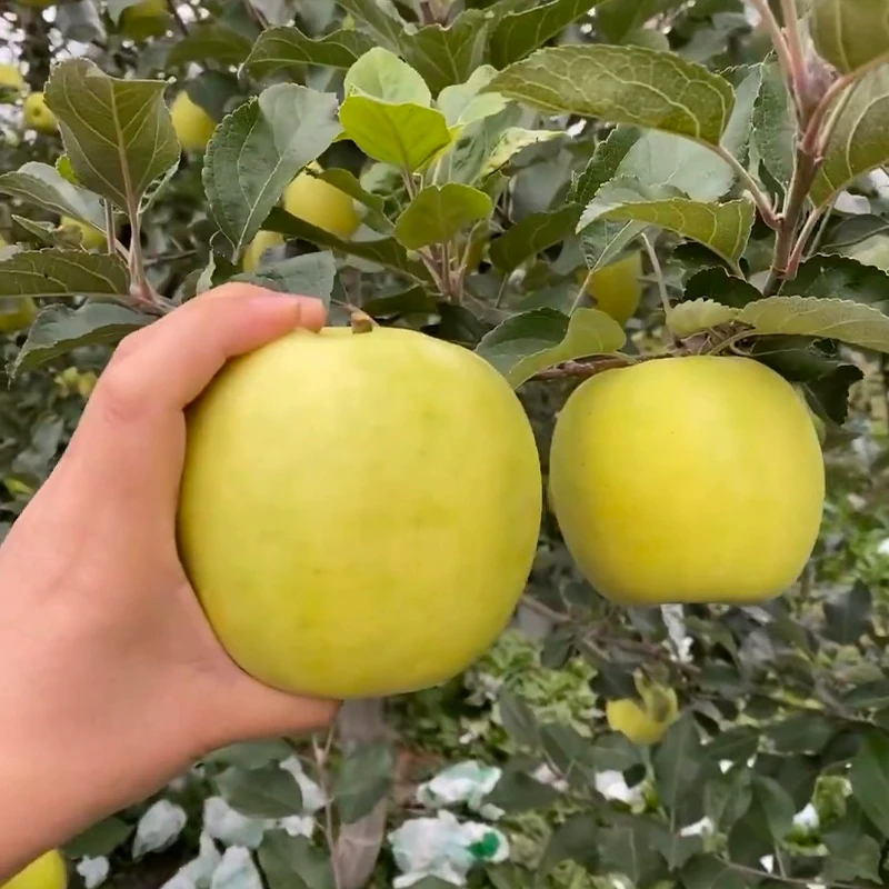 嫁接瑞雪树苗晚熟脆甜苗南北方庭院种植盆栽地栽当年结果