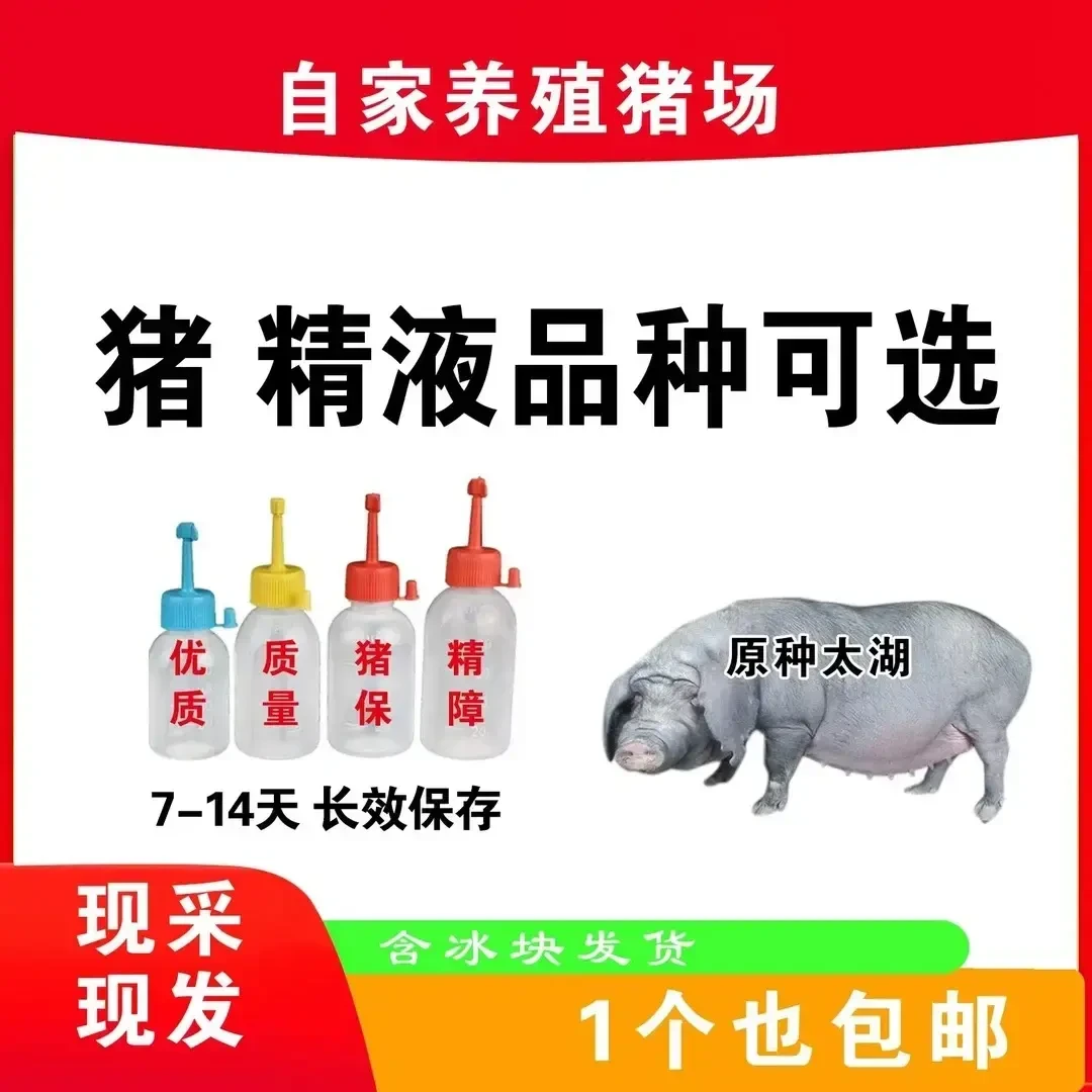 太湖种公精液瓶一件包邮包对版生态养殖批发输精管猪用耗材