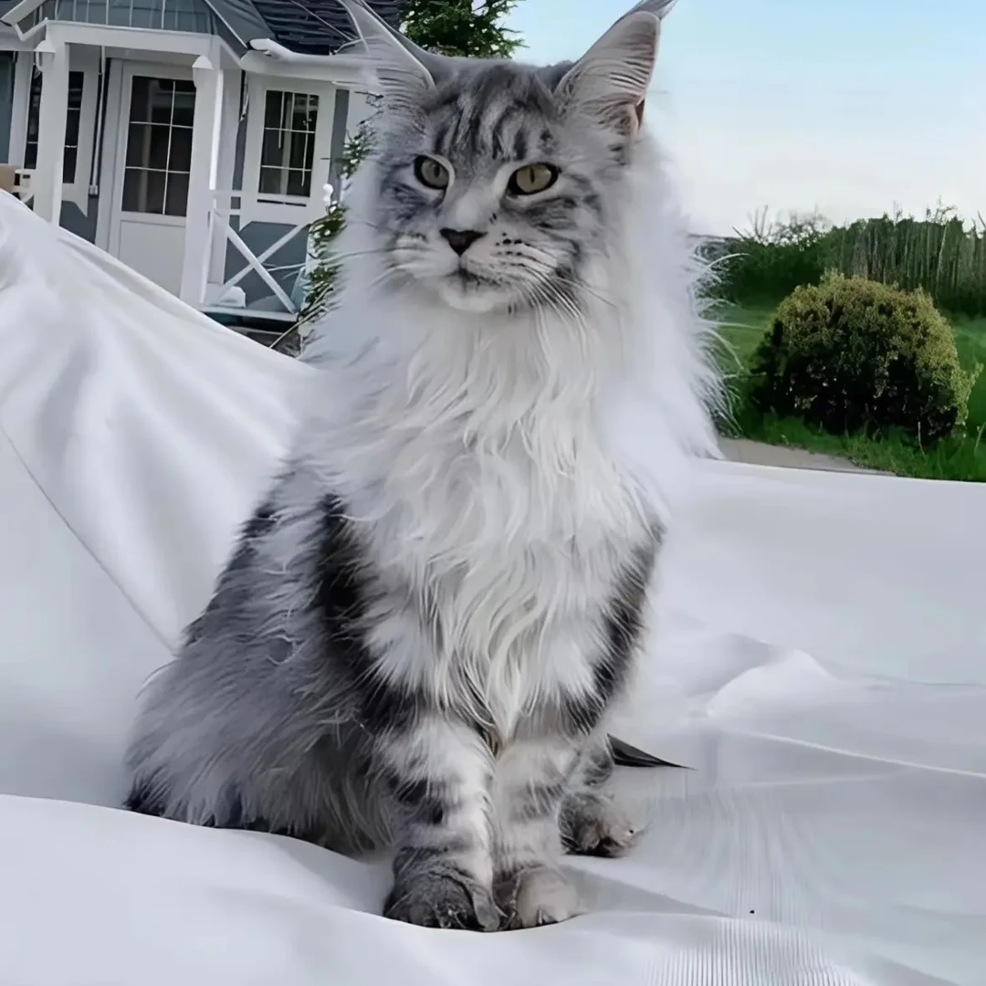 纯种巨型缅因猫棕银虎斑缅因猫幼崽活体幼猫霸气