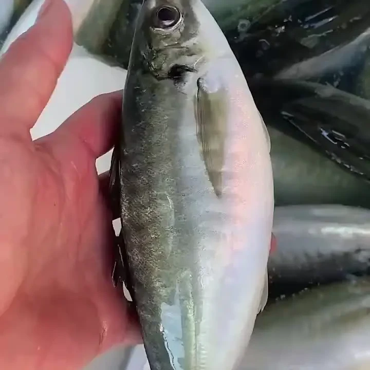 东山特产养殖土豪巴浪鱼鲜活速冻海鲜无冰衣竹荚鱼可刺身送海盐