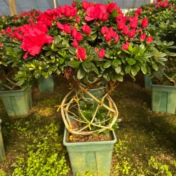 红色杜鹃花盆栽带花苞四季开花室内外好养绿植