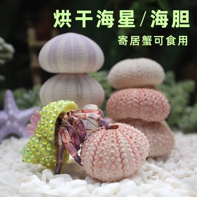 寄居蟹装饰海胆海星～造景装饰可食用补钙营养可爱造型粉色