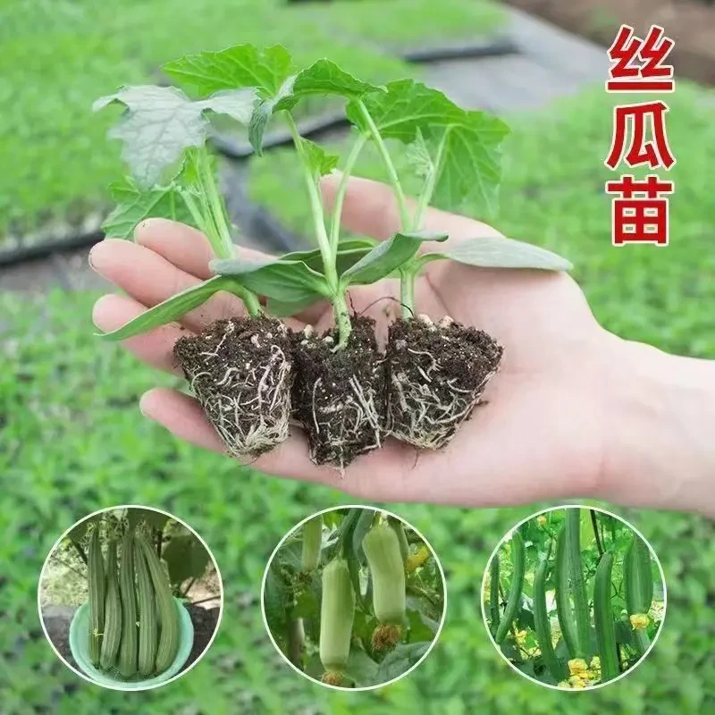 丝瓜苗早熟大肉丝瓜苗高产丝瓜带土秧苗四季阳台盆栽庭院蔬菜秧苗
