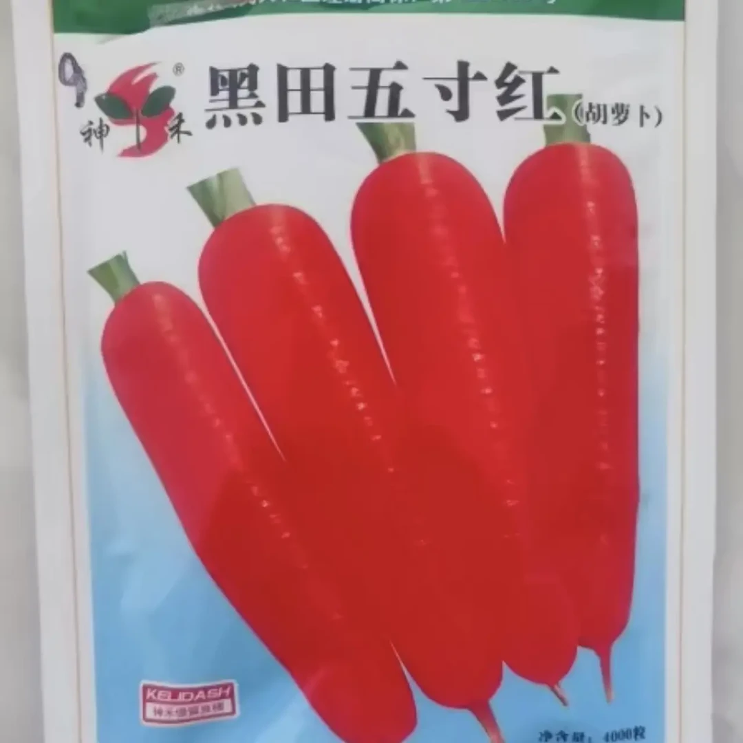 黑田五寸红胡萝卜种子高产优质蔬菜籽家庭种植（约4000粒）