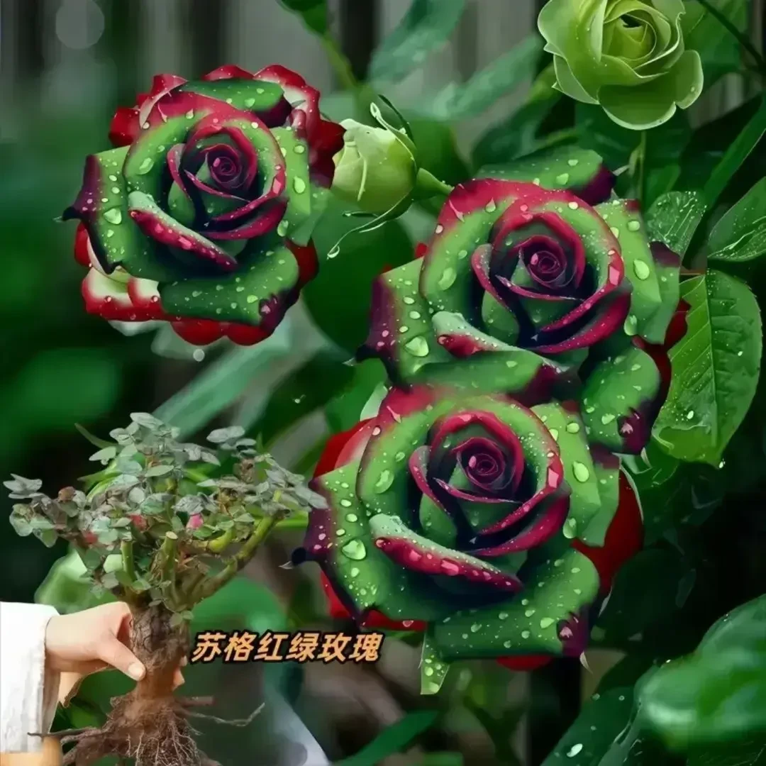 苏格兰绿玫瑰苗,四季玫瑰月季花盆栽浓香型绿植庭院阳耐寒玫瑰苗