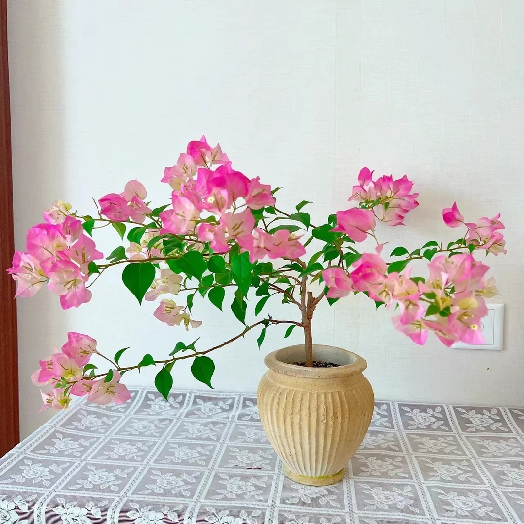 【绿樱】三角梅绿叶樱花（抹茶绿转樱花粉）四季勤花好养带土三角梅花