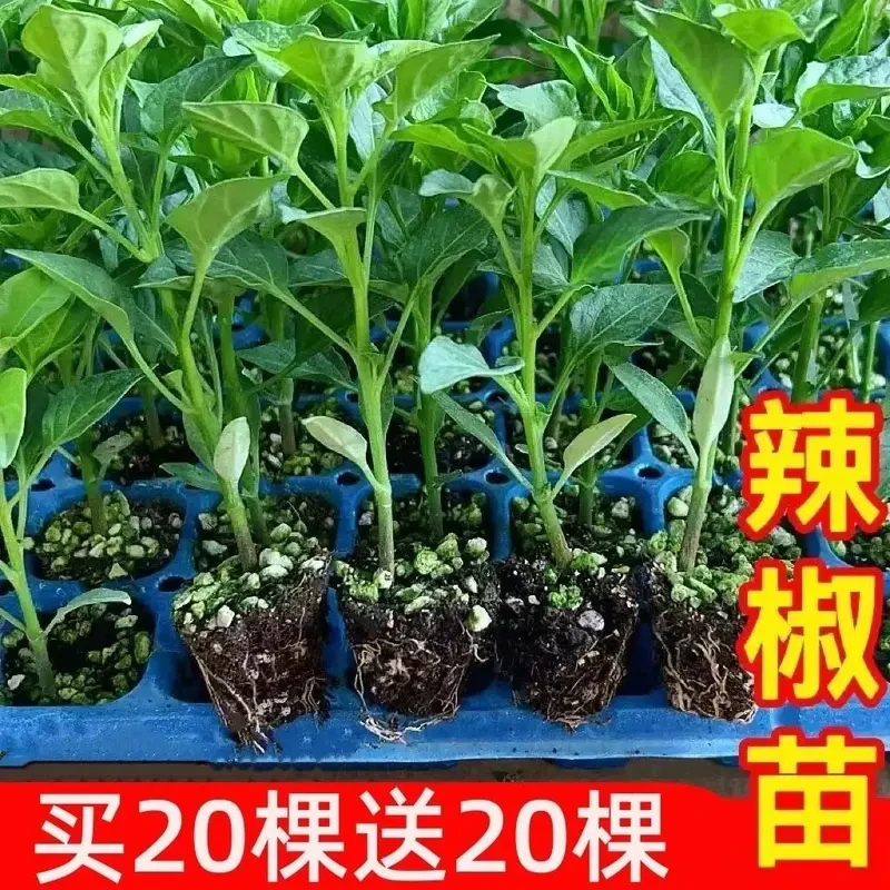 辣椒秧苗带土薄皮椒长线椒苗螺丝椒苗朝天椒苗牛角椒苗高产户外种