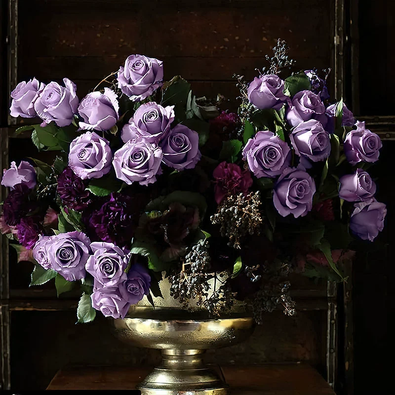 喝彩月季 三得利 灌木大花浓香 蓝紫色 直立勤花 长势缓慢 多季