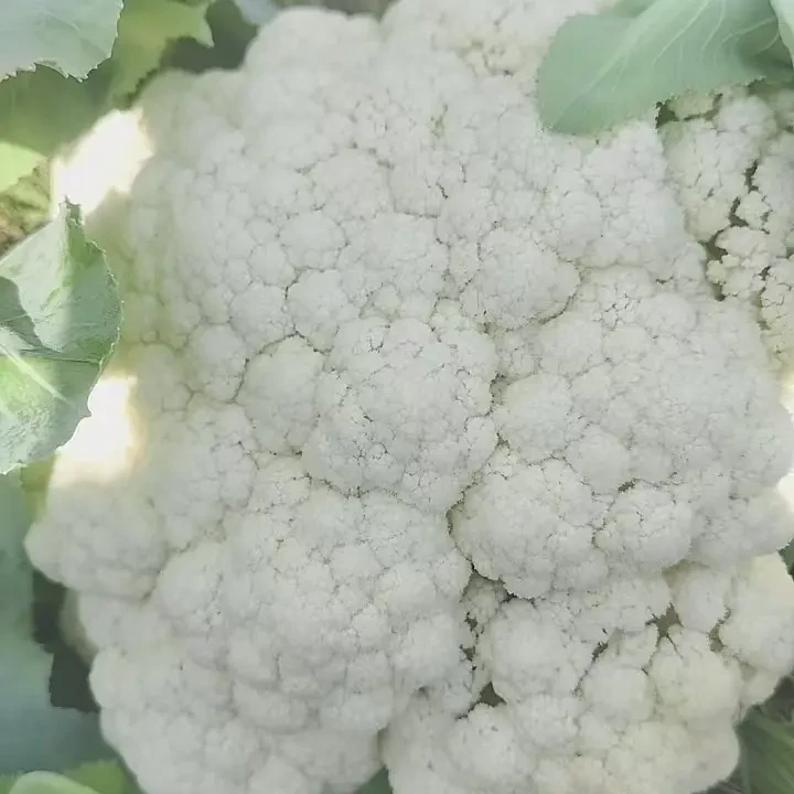 精品新鲜时令松花菜泡沫箱保鲜现摘现发