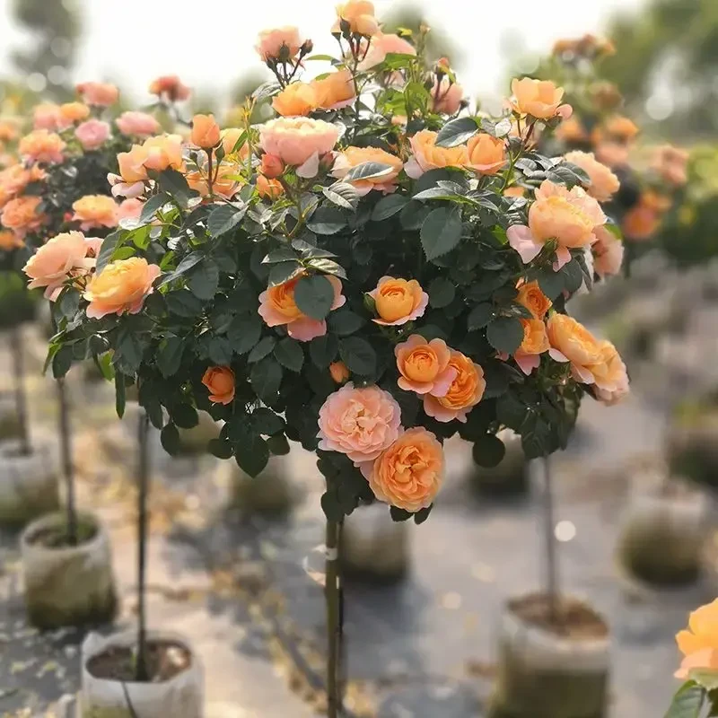 【果汁阳台原盆发货】80-90高棒棒糖树桩月季大花浓香四季庭院种植