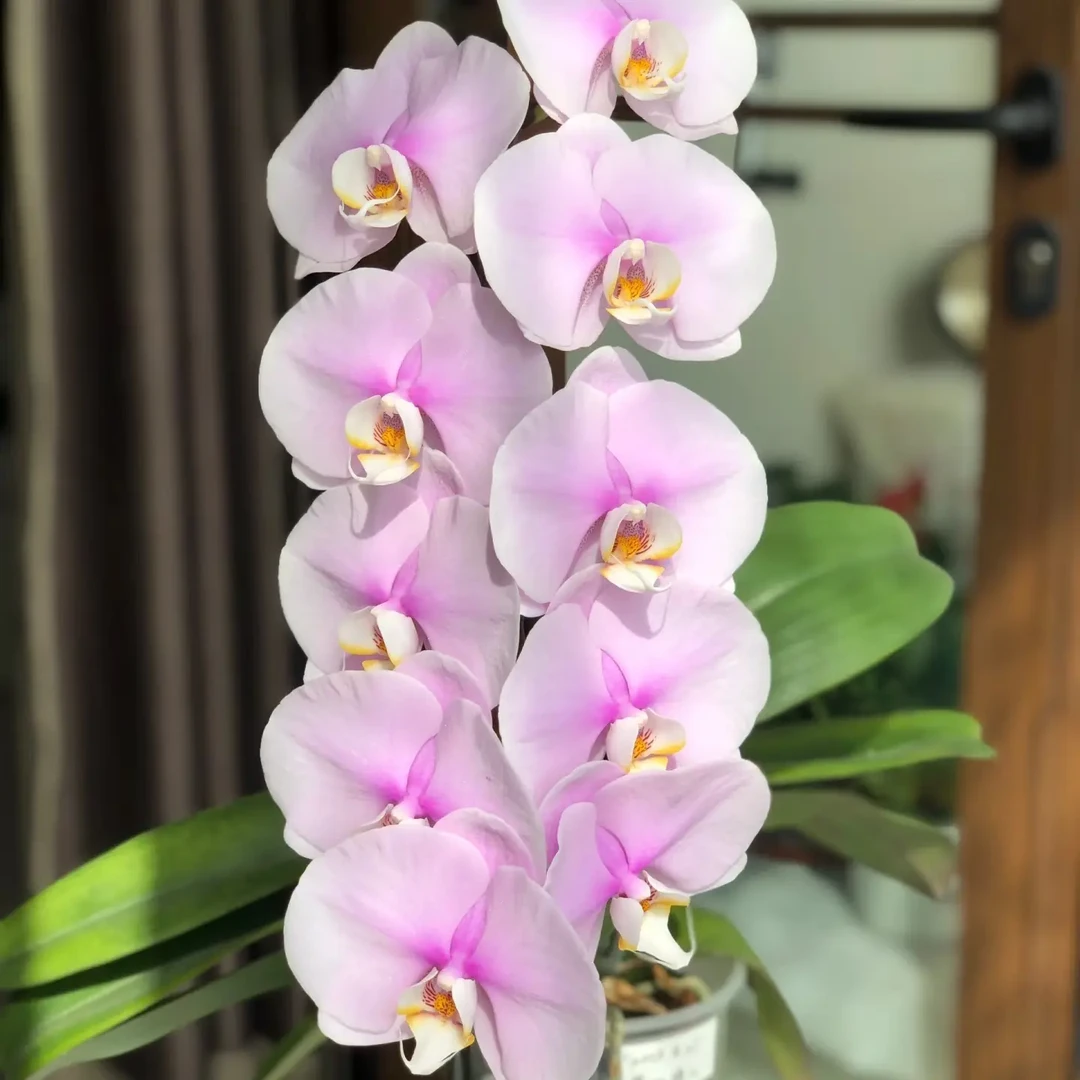 梦幻情人蝴蝶兰（花苗）带室内四季观花好养活植物花卉