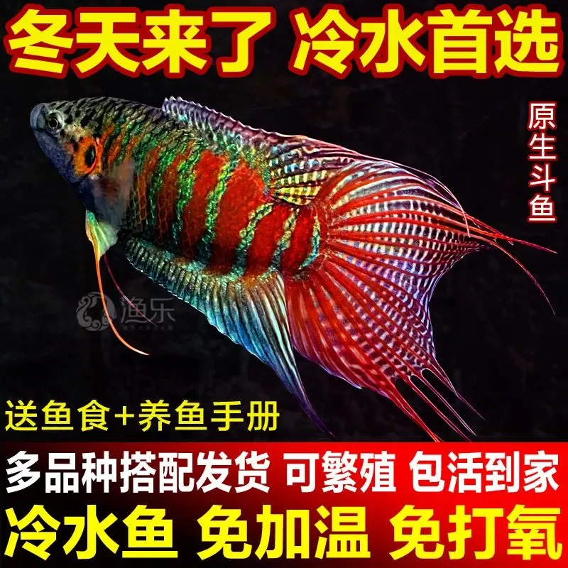 中国斗鱼活鱼野生普叉冷水鱼易养花手巾金鱼精品鱼苗淡水2到10厘