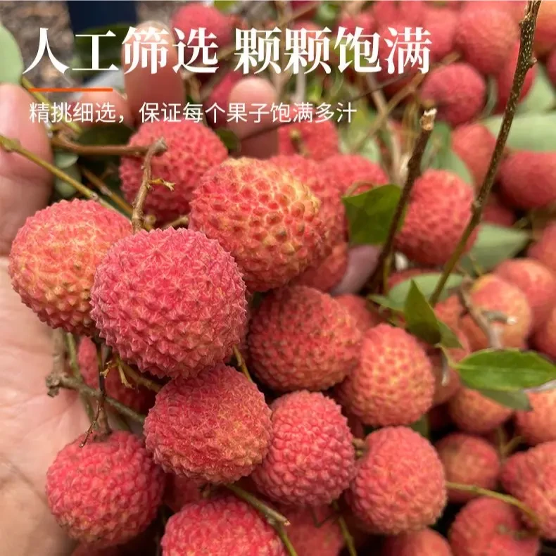 【金奖桂味荔枝】高州大井桂味荔枝新鲜水果顺丰/京东冷链礼盒装