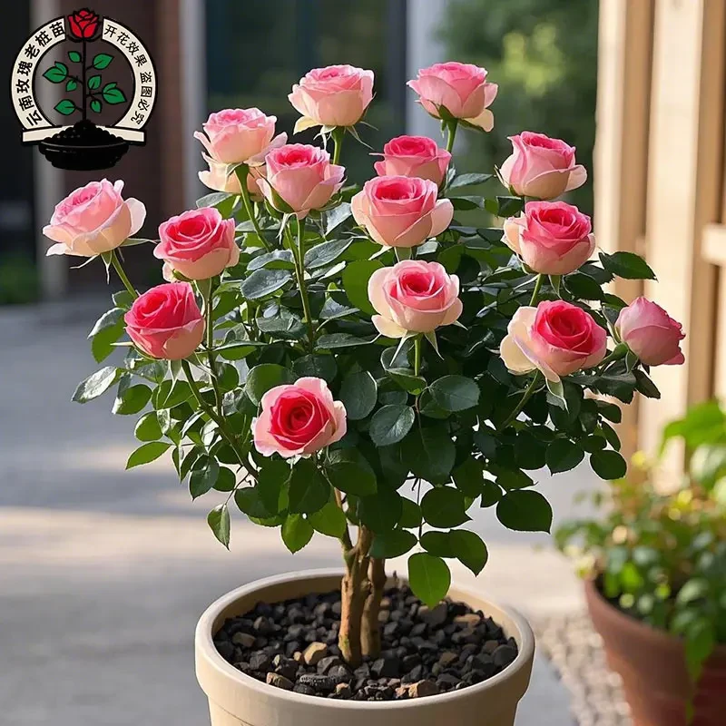 稀有玫瑰品种绿植浓香特大花室内外盆栽阳台四季开花花卉好养易活