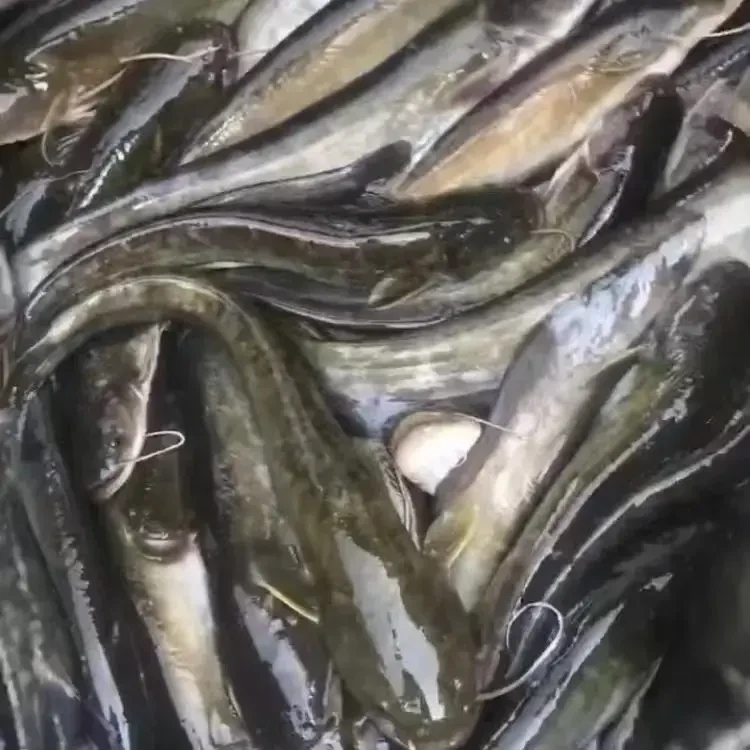 A（按斤）四川土鲶鱼 每条10g左右 沟鲶观赏