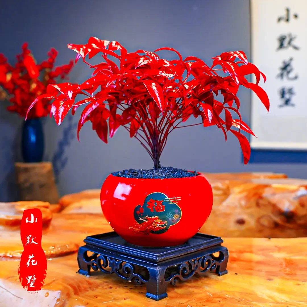 【越冷越红】火焰南天竹含盆带底座室内桌面客厅摆件精品盆景微景观