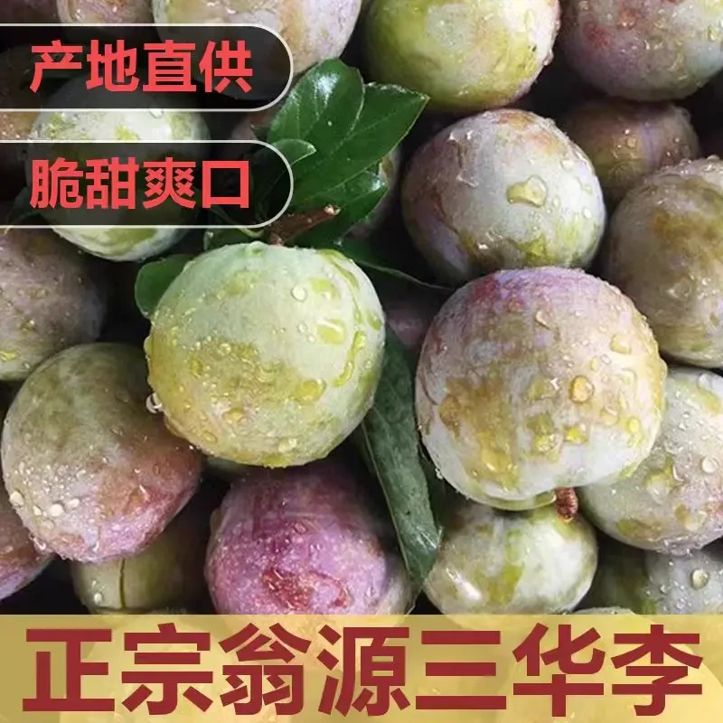 翁源正宗三华李夏季时令新鲜现摘正宗广东红心李脆甜爽口当季水果