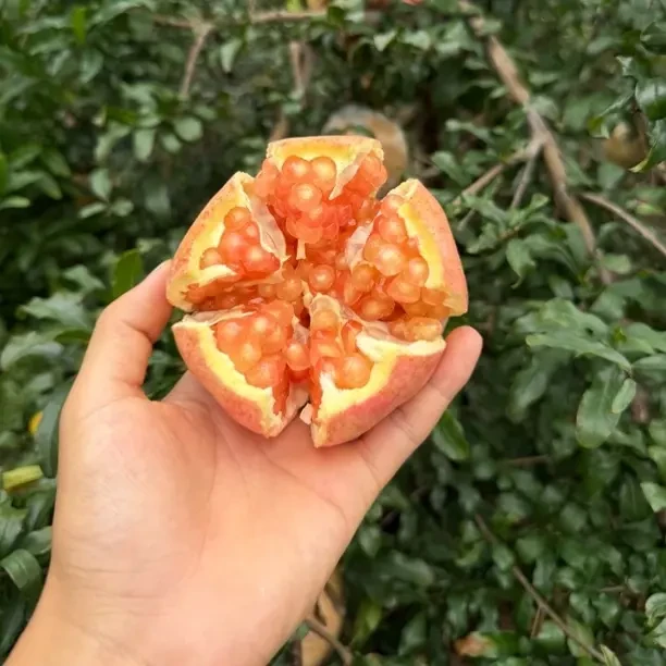 怀远红观音石榴新鲜采摘当季水果爆甜多汁