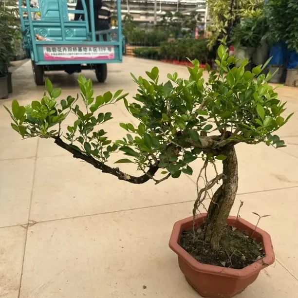 老桩精品提根九里香