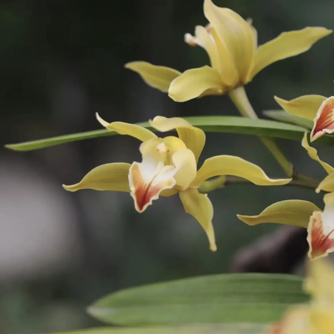 红嘴鸥虎头兰。。。