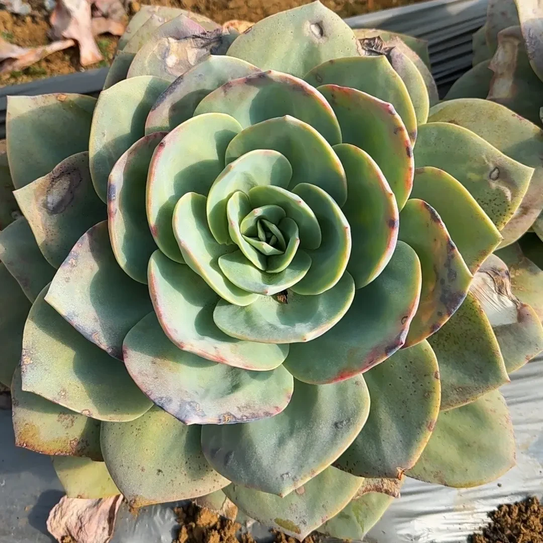 冻伤的大白凤，冻伤了冻伤了，看好再买，不售后。冠服30厘米左右