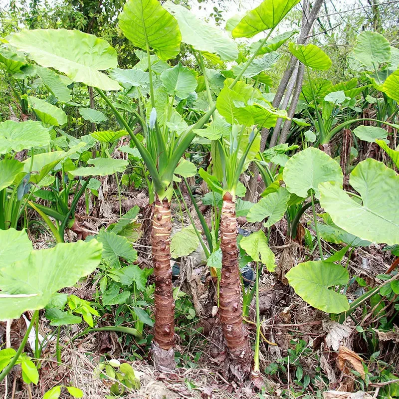 滴水观音霸王芋大叶花卉盆栽水培绿植室内室外净化空气办公室绿植