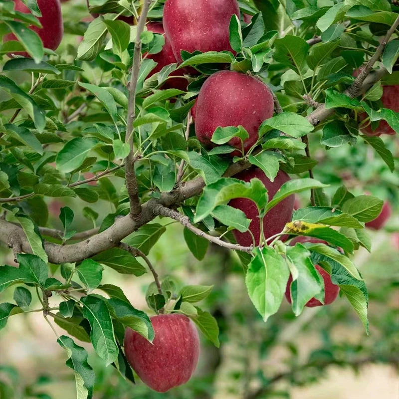 嫁接甘肃天水花牛苹果树苗特大粉面苹果树苗南北方种地栽