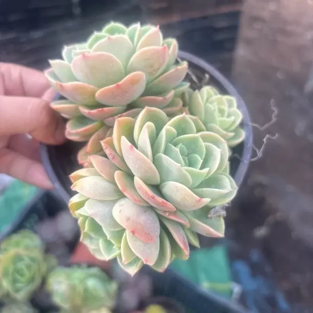 双哈蜜瓜 多肉植物新手好养阳台盆栽（全店满9.99包邮）