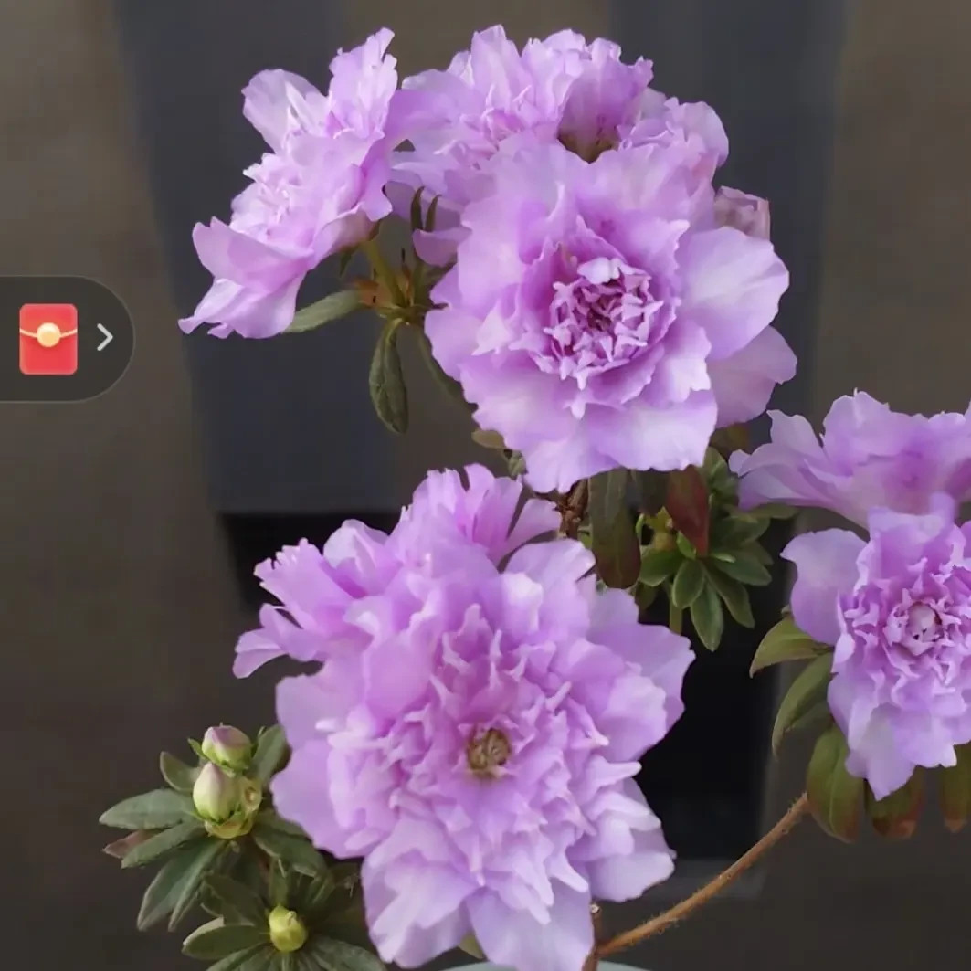 带芽发货重瓣大花芍药花根块四季花卉多年生耐寒耐热盆栽