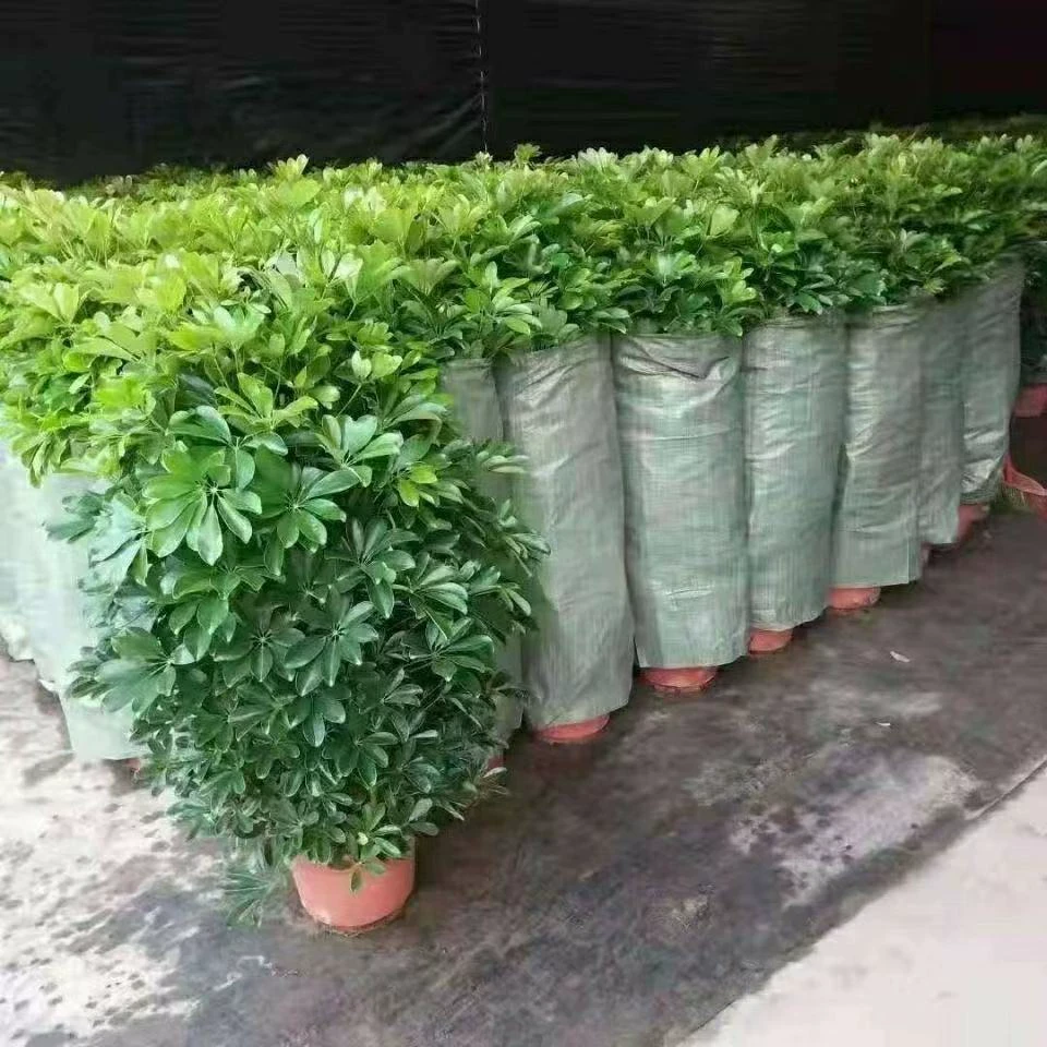 鸭脚木盆栽七叶莲八方来财室内客厅吸甲醛净化空气大型绿植招财树