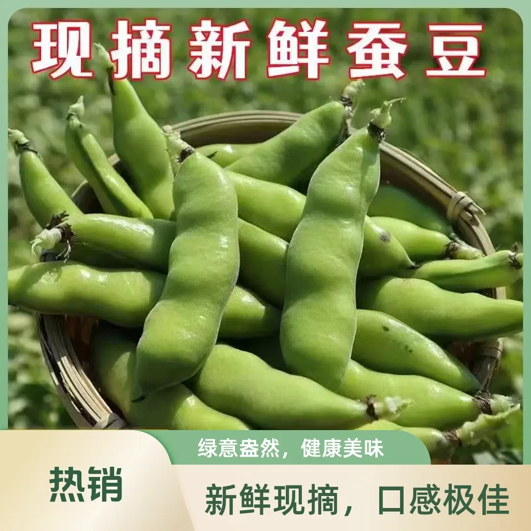 云南新鲜蚕豆当季蚕豆高原农家自种大颗粒蚕豆兰花豆带壳蚕豆新鲜