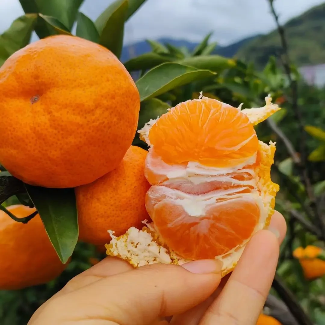 临海涌泉蜜桔无核宫川自家果园新鲜现摘现发不打腊不泡药孕妇儿童