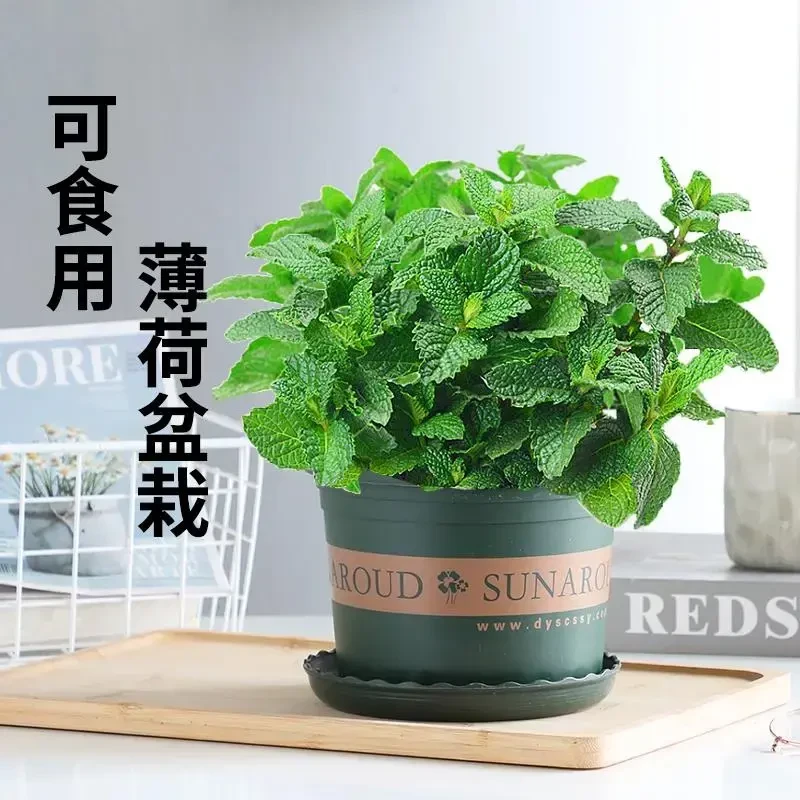 薄荷盆栽可食用水培植物留兰香新鲜叶香草种植苗大叶室内绿植驱蚊