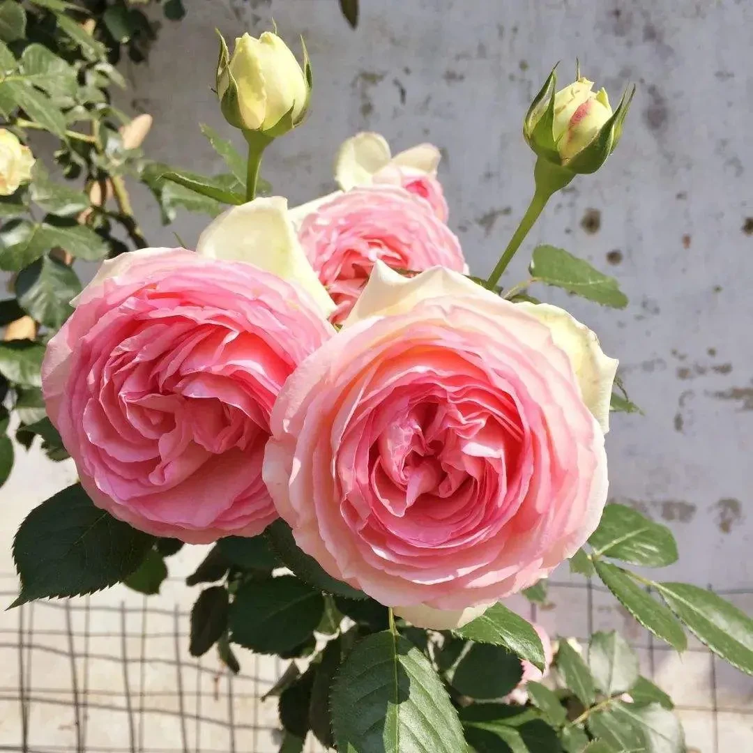 大苗【粉色龙沙宝石】大苗欧洲藤本爬藤月季浓香开花庭院藤本月季