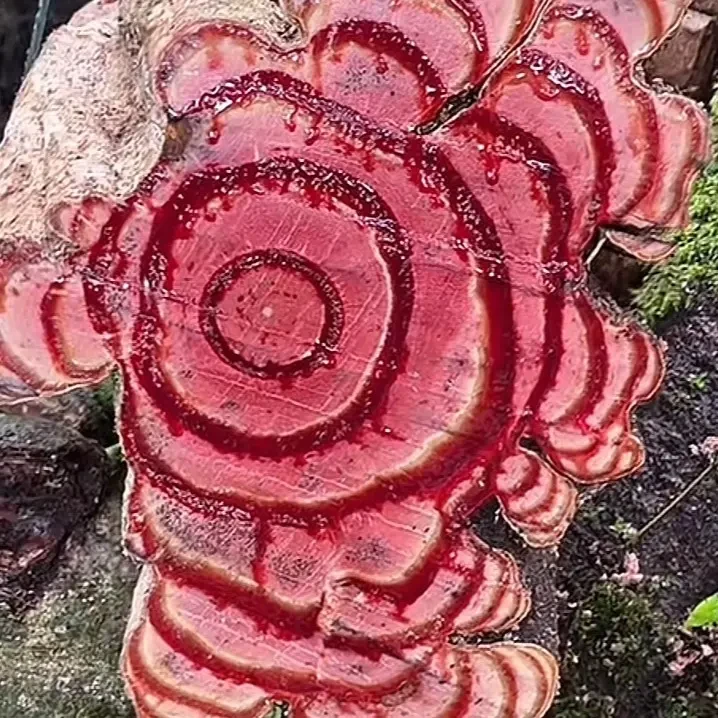 云南深山自然生长精选鸡血藤