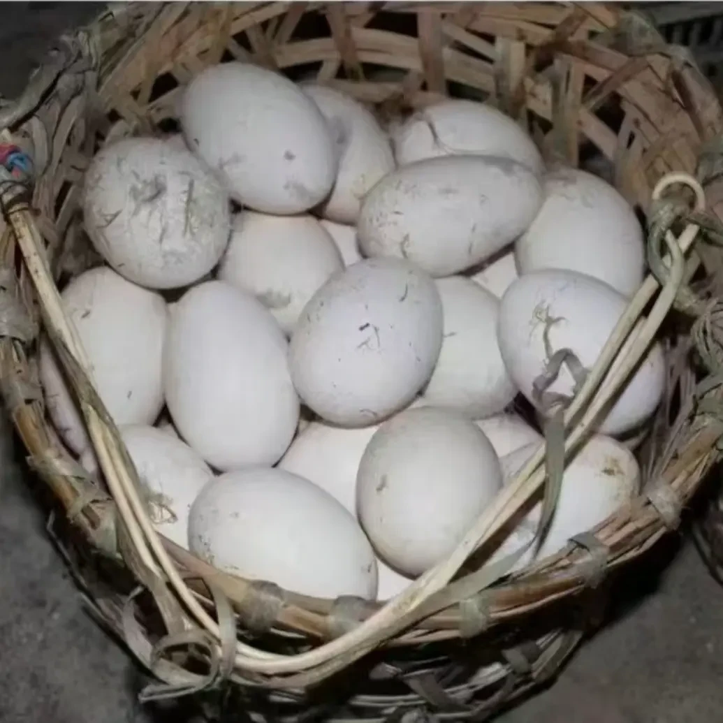 农家散养土鹅蛋 现捡现发12枚 80-100克