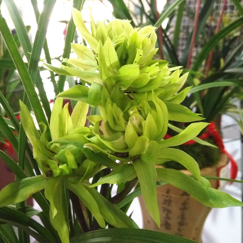 正宗兰花【春兰-大唐盛世】浓香上档次绿植名品室内客厅盆栽批发直