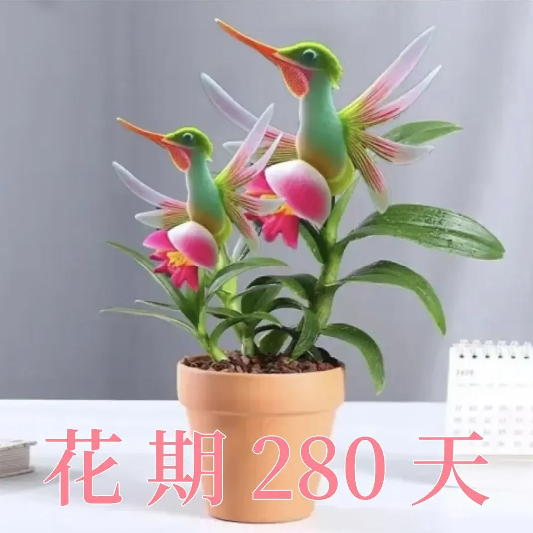 【夏季爆款】白鹭兰清香芬芳四季绿植驱室内外可爱客厅花束盆栽