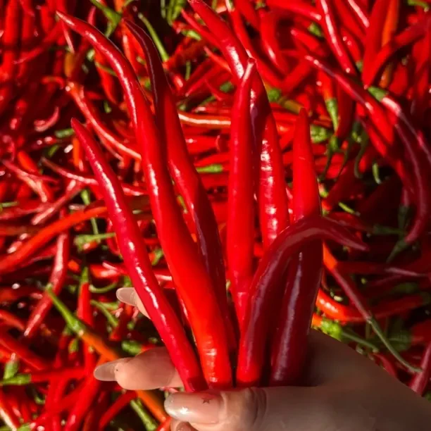 新鲜现摘红线椒 中辣可做泡椒 红尖椒 红椒做辣椒酱