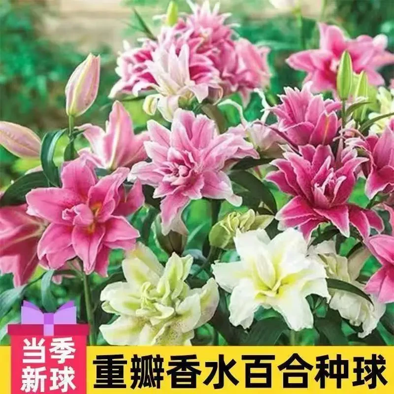 进口多头香水百合种球四季开花浓香型百合室内盆栽阳台绿植