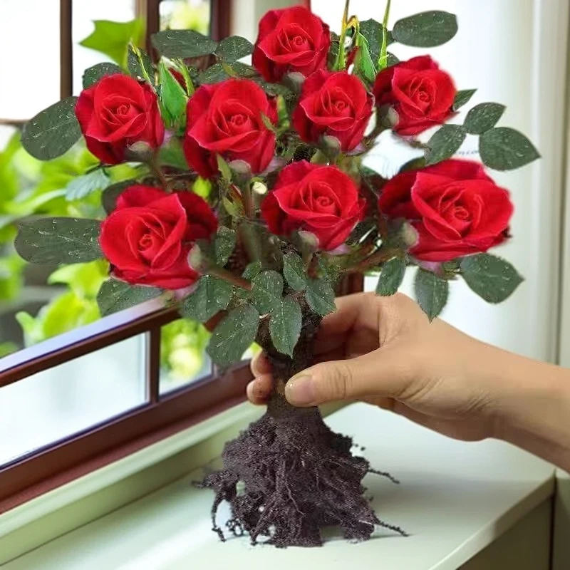 多色玫瑰花树苗老桩月季花苗老根特大花盆栽多色室内外庭院四季开