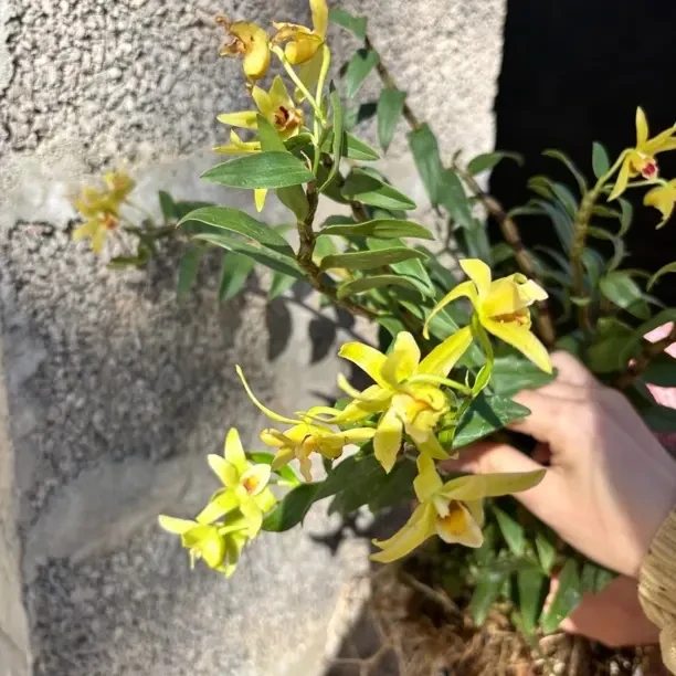 雁荡山铁皮石斛散苗一斤，黄色花室内外养殖好养绿植花卉