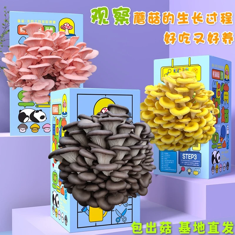 【不出包赔】蘑菇菌包种植盒儿童种植盆栽室内在家种蘑菇科学小实验