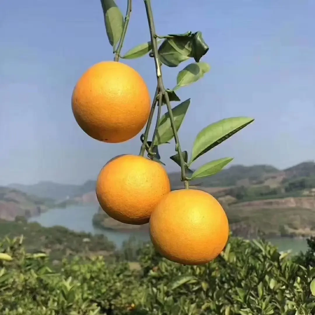 【顺丰包邮】正宗永兴冰糖橙新鲜现摘香甜脆爽爆汁应季水果产地直发