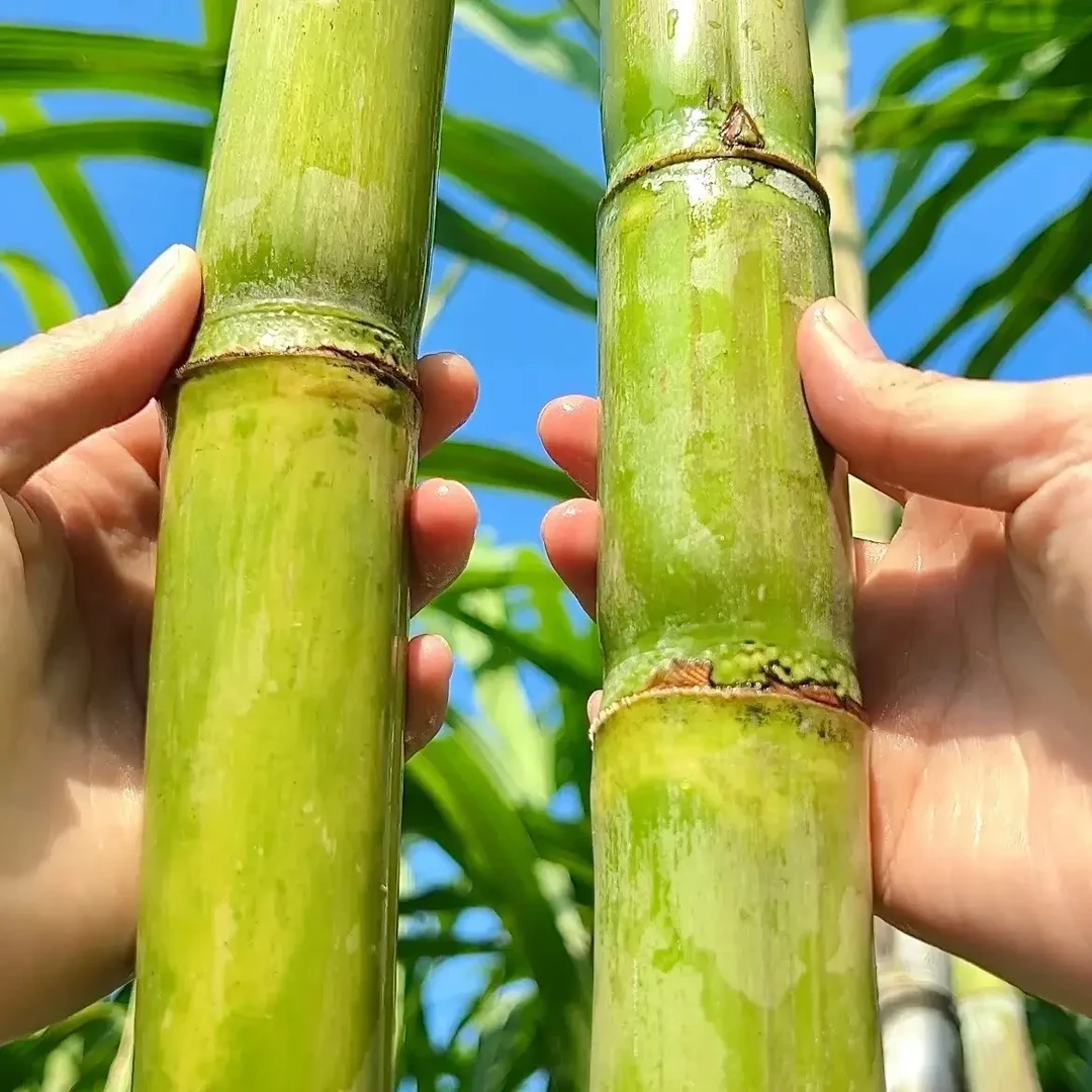 本地应季青皮甘蔗汁多味美，清香可口，九斤整箱包邮