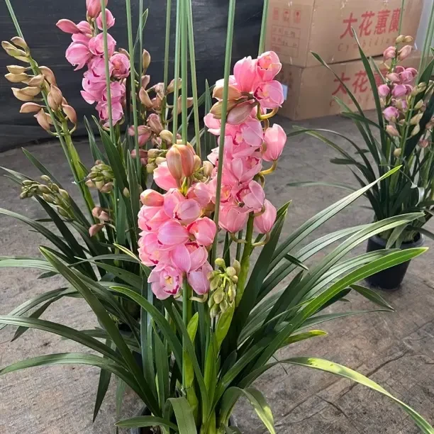 大花惠兰一物一拍