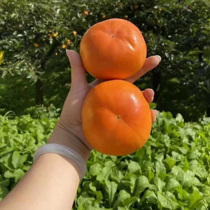 次郎云南保山应季新鲜脆甜硬柿子无核大果